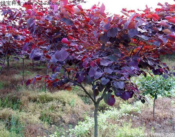 <a href='http://www.hn123.net.cn/linmuzhongzi/1818.html' target='_blank'>紅葉紫荊</a><a href='http://www.hn123.net.cn/' target='_blank'>種子</a>