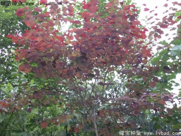 紅葉<a href='http://www.hn123.net.cn/linmuzhongzi/1760.html' target='_blank'>紫荊種子</a>