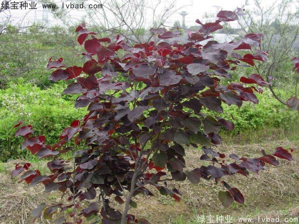 <a href='http://www.hn123.net.cn/linmuzhongzi/1818.html' target='_blank'>紅葉紫荊種子</a>