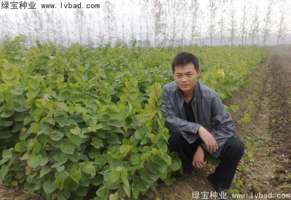 <a href='http://www.hn123.net.cn/linmuzhongzi/1819.html' target='_blank'>紫葉紫荊種子</a>
