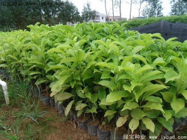 樂(lè)昌<a href='http://www.hn123.net.cn/linmuzhongzi/1802.html' target='_blank'>含笑種子</a>