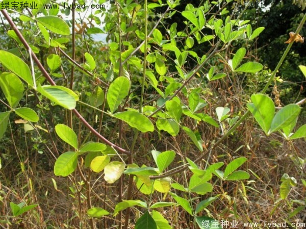 豬屎豆<a href='http://www.hn123.net.cn/' target='_blank'>種子</a>