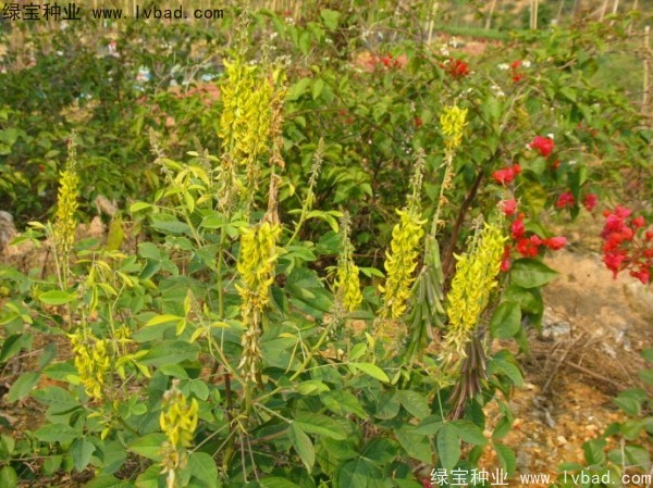 <a href='http://www.hn123.net.cn/linmuzhongzi/22484.html' target='_blank'>豬屎豆種子</a>
