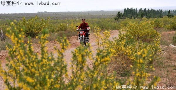 <a href='http://www.hn123.net.cn/linmuzhongzi/1829.html' target='_blank'>檸條種子</a>