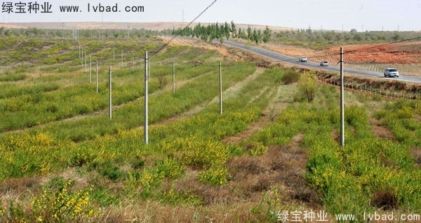 <a href='http://www.hn123.net.cn/linmuzhongzi/1829.html' target='_blank'>檸條種子</a>