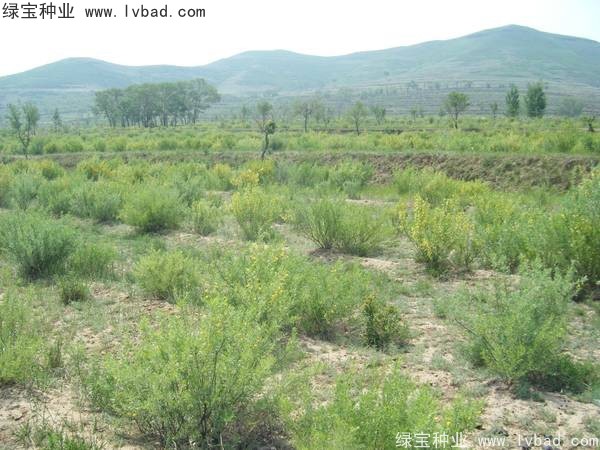 <a href='http://www.hn123.net.cn/linmuzhongzi/1829.html' target='_blank'>檸條</a><a href='http://www.hn123.net.cn/' target='_blank'>種子</a>