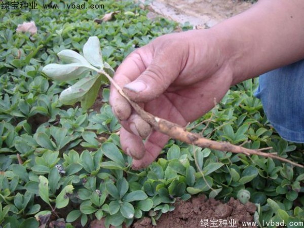 <a href='http://www.hn123.net.cn/linmuzhongzi/1830.html' target='_blank'>芍藥種子</a>