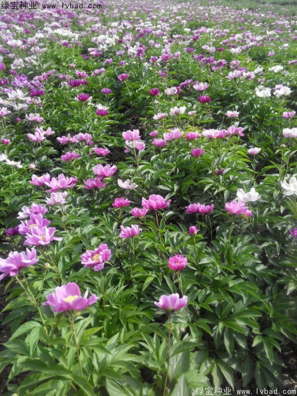 <a href='http://www.hn123.net.cn/linmuzhongzi/1830.html' target='_blank'>芍藥種子</a>