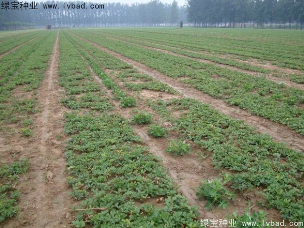 <a href='http://www.hn123.net.cn/linmuzhongzi/1830.html' target='_blank'>芍藥種子</a>