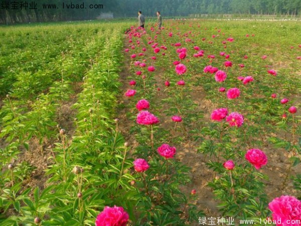 芍藥<a href='http://www.hn123.net.cn/' target='_blank'>種子</a>