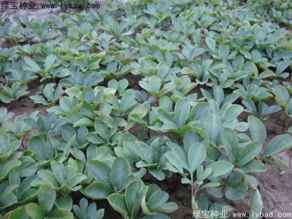 芍藥<a href='http://www.hn123.net.cn/' target='_blank'>種子</a>