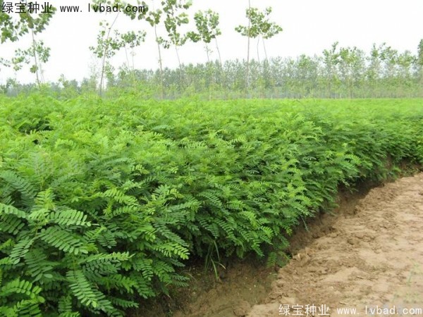 紫穗槐<a href='http://www.hn123.net.cn/' target='_blank'>種子</a>
