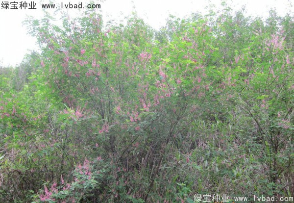 <a href='http://www.hn123.net.cn/linmuzhongzi/1832.html' target='_blank'>多花木蘭種子</a>