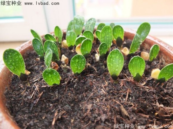 <a href='http://www.hn123.net.cn/linmuzhongzi/1833.html' target='_blank'>君子蘭種子</a>
