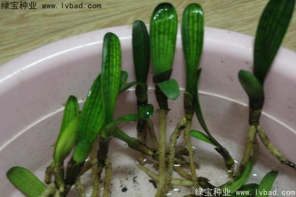 <a href='http://www.hn123.net.cn/linmuzhongzi/1833.html' target='_blank'>君子蘭種子</a>