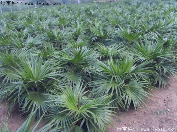 蒲葵<a href='http://www.hn123.net.cn/' target='_blank'>種子</a>