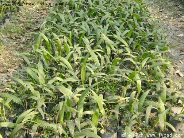 <a href='http://www.hn123.net.cn/linmuzhongzi/1834.html' target='_blank'>蒲葵種子</a>