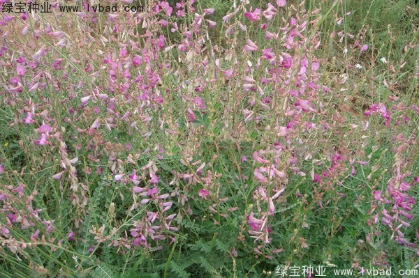 <a href='http://www.hn123.net.cn/linmuzhongzi/1835.html' target='_blank'>紅豆種子</a>