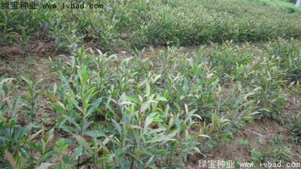 <a href='http://www.hn123.net.cn/linmuzhongzi/1838.html' target='_blank'>杜英種子</a>