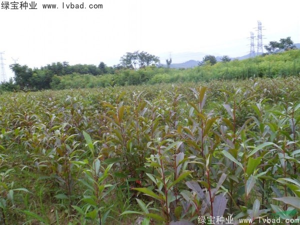 杜英<a href='http://www.hn123.net.cn/' target='_blank'>種子</a>