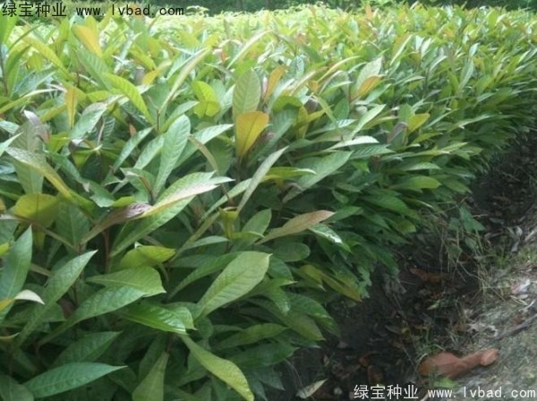 <a href='http://www.hn123.net.cn/linmuzhongzi/1838.html' target='_blank'>杜英種子</a>