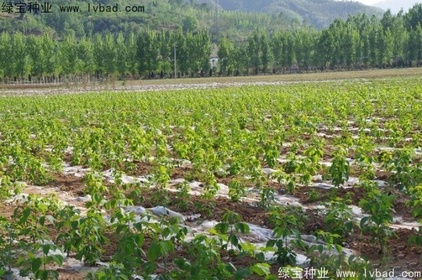 復(fù)葉槭<a href='http://www.hn123.net.cn/' target='_blank'>種子</a>