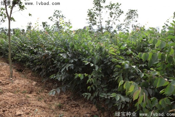 <a href='http://www.hn123.net.cn/linmuzhongzi/1844.html' target='_blank'>櫸樹</a><a href='http://www.hn123.net.cn/' target='_blank'>種子</a>
