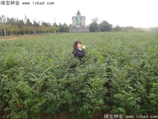 櫸樹種子