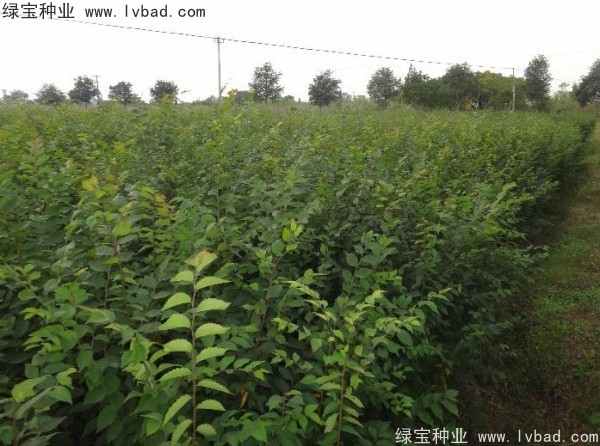 <a href='http://www.hn123.net.cn/linmuzhongzi/1844.html' target='_blank'>櫸樹種子</a>