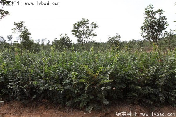 櫸樹<a href='http://www.hn123.net.cn/' target='_blank'>種子</a>