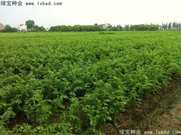 <a href='http://www.hn123.net.cn/linmuzhongzi/1844.html' target='_blank'>櫸樹種子</a>