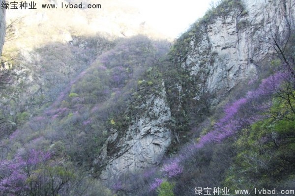 巨<a href='http://www.hn123.net.cn/linmuzhongzi/1760.html' target='_blank'>紫荊</a><a href='http://www.hn123.net.cn/' target='_blank'>種子</a>