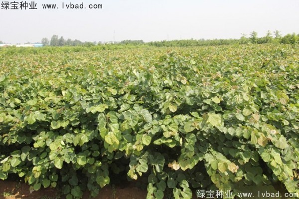 巨<a href='http://www.hn123.net.cn/linmuzhongzi/1760.html' target='_blank'>紫荊種子</a>