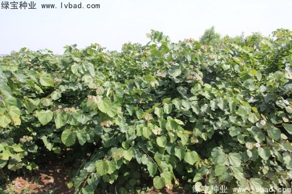 巨<a href='http://www.hn123.net.cn/linmuzhongzi/1760.html' target='_blank'>紫荊</a><a href='http://www.hn123.net.cn/' target='_blank'>種子</a>