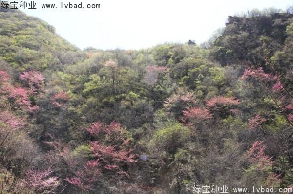 <a href='http://www.hn123.net.cn/linmuzhongzi/1845.html' target='_blank'>巨紫荊</a><a href='http://www.hn123.net.cn/' target='_blank'>種子</a>