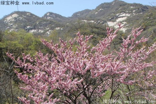 <a href='http://www.hn123.net.cn/linmuzhongzi/1845.html' target='_blank'>巨紫荊</a>種子