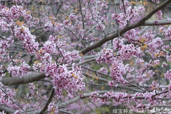 巨<a href='http://www.hn123.net.cn/linmuzhongzi/1760.html' target='_blank'>紫荊種子</a>