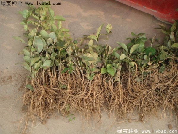 <a href='http://www.hn123.net.cn/linmuzhongzi/1846.html' target='_blank'>流蘇種子</a>