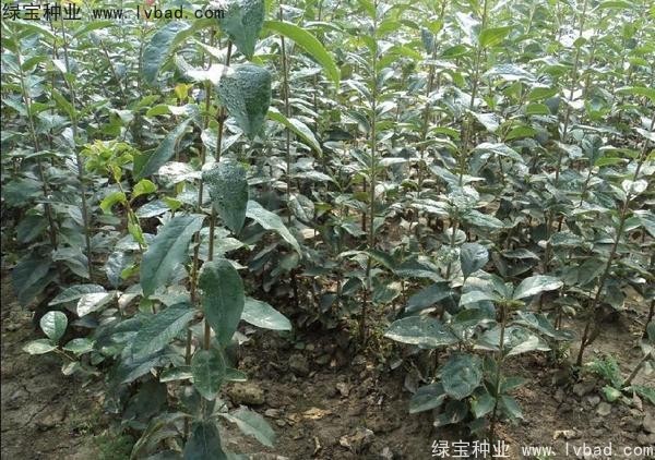 <a href='http://www.hn123.net.cn/linmuzhongzi/1846.html' target='_blank'>流蘇種子</a>