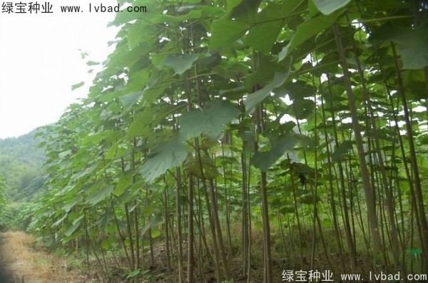 泡桐<a href='http://www.hn123.net.cn/' target='_blank'>種子</a>
