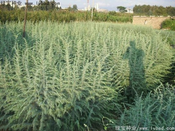 <a href='http://www.hn123.net.cn/linmuzhongzi/1853.html' target='_blank'>雪松種子</a>