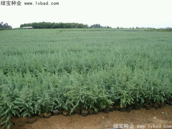 <a href='http://www.hn123.net.cn/linmuzhongzi/1853.html' target='_blank'>雪松種子</a>