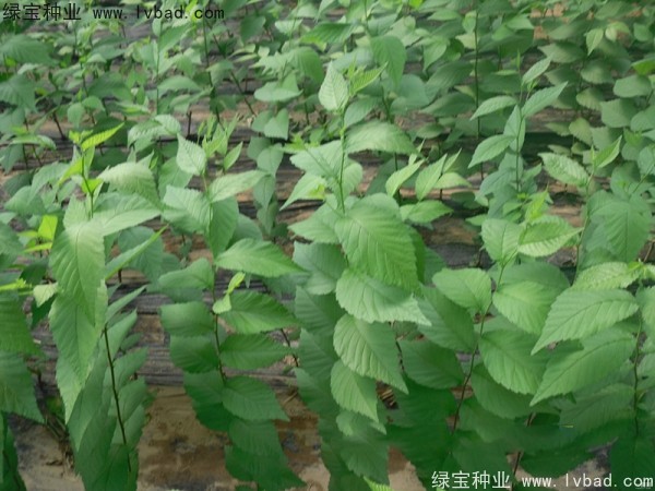 <a href='http://www.hn123.net.cn/linmuzhongzi/1854.html' target='_blank'>榆樹種子</a>