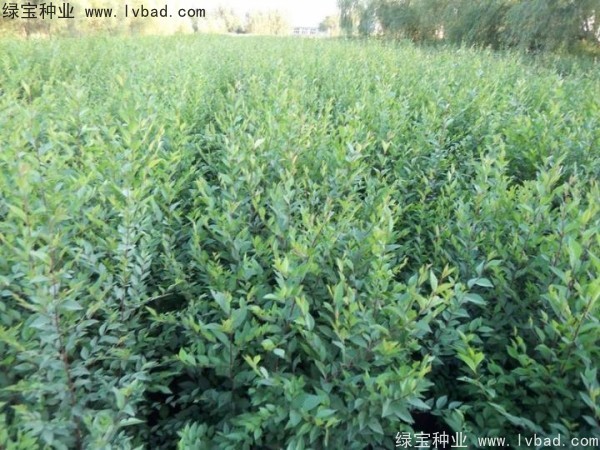 <a href='http://www.hn123.net.cn/linmuzhongzi/1854.html' target='_blank'>榆樹種子</a>