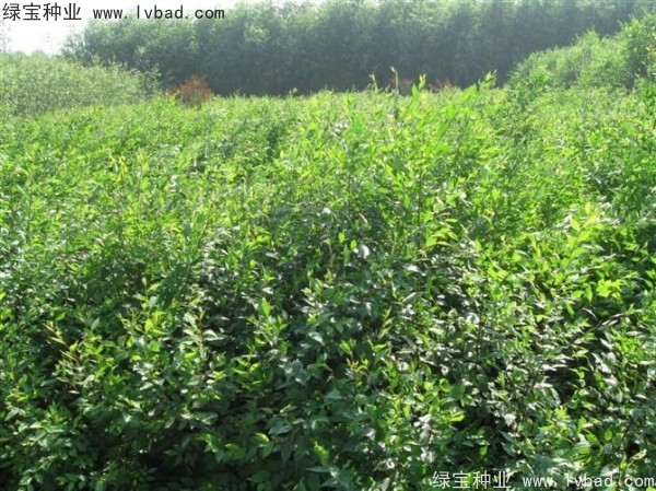 <a href='http://www.hn123.net.cn/linmuzhongzi/1854.html' target='_blank'>榆樹種子</a>