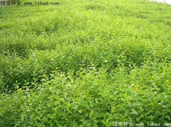 榆樹<a href='http://www.hn123.net.cn/' target='_blank'>種子</a>