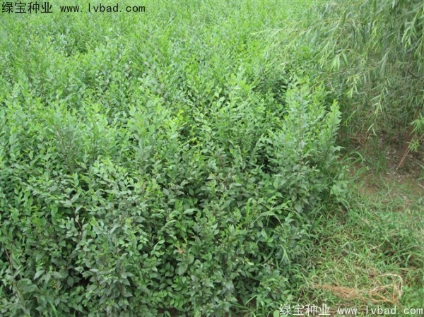 <a href='http://www.hn123.net.cn/linmuzhongzi/1854.html' target='_blank'>榆樹</a><a href='http://www.hn123.net.cn/' target='_blank'>種子</a>