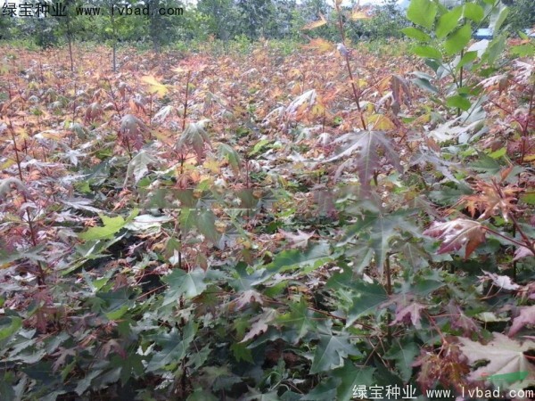 <a href='http://www.hn123.net.cn/linmuzhongzi/1855.html' target='_blank'>元寶楓</a><a href='http://www.hn123.net.cn/' target='_blank'>種子</a>