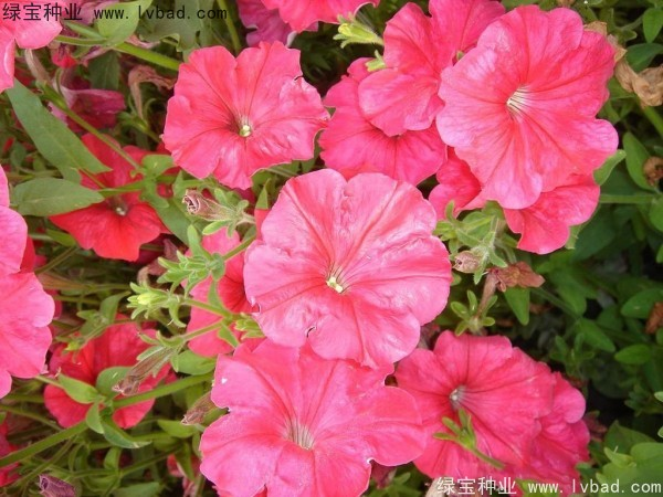 <a href='http://www.hn123.net.cn/caohuazhongzi/1017.html' target='_blank'>矮牽牛種子</a>