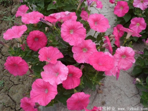 <a href='http://www.hn123.net.cn/caohuazhongzi/1017.html' target='_blank'>矮牽牛</a>種子